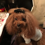 BRASSERIE L'OBABON - 