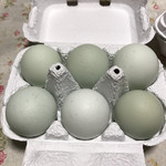 卵卵ひろば - 