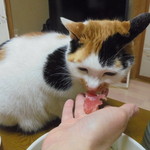 本庄鮮魚センター - 猫くいまくり