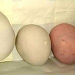 산리쿠 화쇼우 사이토우 모리오카 고쿠분도오리점 - 袋から出しました