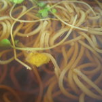 Soba Dining 蕎花 - 