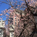 リストランテ ラ チャウ - もう桜？