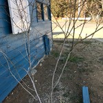 そば舎 あお - 満開になる頃は・・・