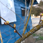 そば舎 あお - ちょっと咲いてきたかな？