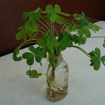 プレヴナンス - 