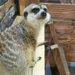 ルナ カフェ - ルナ