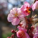 寿長生の郷 - 梅の花