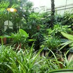 いちょうの木 - 店内からの中庭の風景です