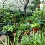 いちょうの木 - 店内からの中庭の風景です