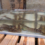 あぷちゃ - 店前いけすの車海老