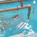 函館朝市 駅二市場 活いか釣り広場 - イカのえんぺらの部分に引っ掛けて釣ります