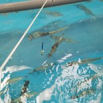 函館朝市 駅二市場 活いか釣り広場 - たら～んっと釣り針をたらします