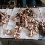 奥伊勢 キノコランド - 