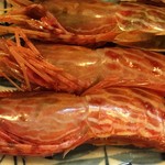 よい処うさぎ - 