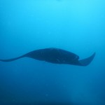 HOTEL TAMAN AGUNG BEACH INN - 奇跡の遭遇ブラックマンタ。最近ジンベエザメのお株を奪っている、美ら海水族館のアイドル。