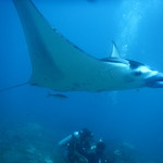 HOTEL TAMAN AGUNG BEACH INN - かわいいお目目。幅5ｍ弱くらいかな。鼻が伸びているので自分に警戒している。