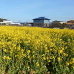 アラペイザンヌ - 僕の心の様に綺麗な菜の花(๑･̑◡･̑๑)