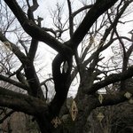 山小屋　佐藤 - 庭の桜の樹にフィンランドの伝統装飾「ヒンメリ」