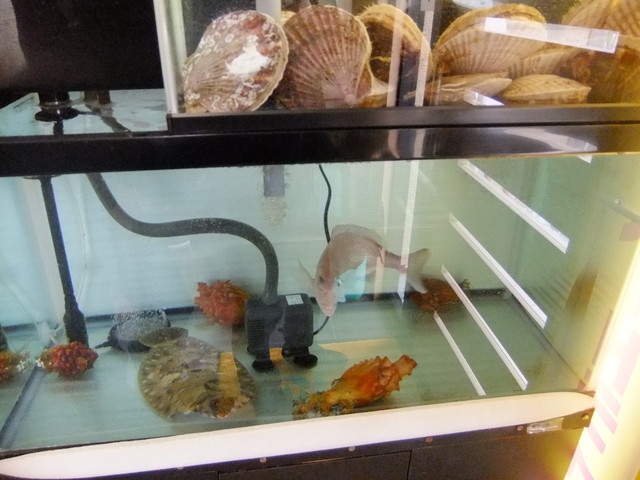 居酒屋 夢ら家 - 五稜郭（居酒屋）の写真