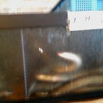 うなぎ飼ってます