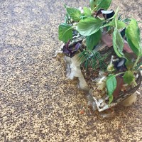 フレンチレストラン ミクニ サッポロ - 