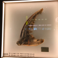 筑紫樓 銀座店 - 入り口に飾ってある大きなヒレが目印