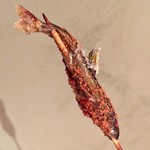 エニェ - 稚アユの生ハム風味