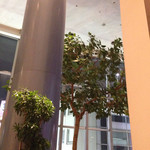 エスタシオン カフェ - 高い天井と観葉植物