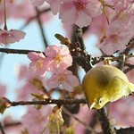 じゅうじゅうカルビ - 20170312花より団子！？