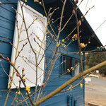 そば舎 あお - ちらほら咲いてきた！！