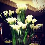 スプレンディード - 