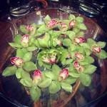 スプレンディード - 