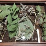 ラチュレ - 自然を感じさせる美しい位置皿