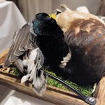 ラチュレ - 狩猟カモ