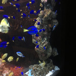 アクアリウムイタリアン心斎橋ライム - 