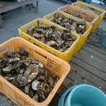 かき小屋仙台港 - 牡蠣がケースにどっさり～(食べ放用)