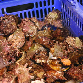 小田原さかなセンター_2