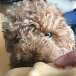 糸屋製菓店 - 実家のトイプードル、太郎ちゃんにおすそ分け。
      まだ２歳、立派に実家を守ってね！