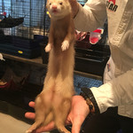 小動物カフェ ロックスター - フェレット