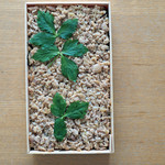 鳥しき - そぼろのみの折詰（おみや）