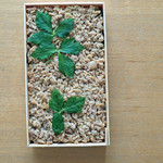 鳥しき - そぼろのみの折詰（おみや）