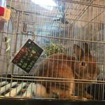 小動物カフェ ロックスター - 