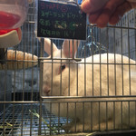 小動物カフェ ロックスター - 