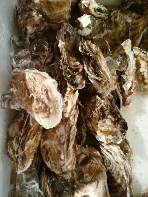 かき小屋 - 原ノ町（居酒屋）の写真