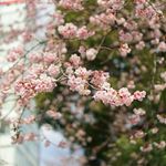 イタリアンバル アクア - 真ん前の上野公園の桜