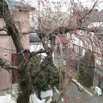 Tama saka - 窓から見えるしだれ桜が間もなく見頃