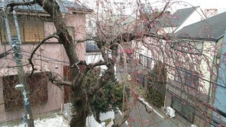 Tamasaka - 窓から見えるしだれ桜が間もなく見頃