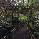 Segara Windhu Coffee Plantation - コーヒー以外も色々栽培しています。