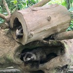 Segara Windhu Coffee Plantation - ジャコウネコ