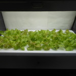 ステーキ・洋食のTANTO屋 - サラダに使われている水耕栽培のレタス　2017.3